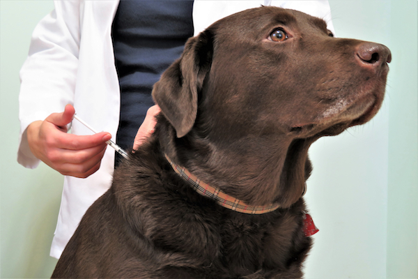 Ein Hund wird mit der Gabe von Insulin durch eine Spritze gegen Diabetes behandelt.